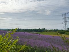 -紫颐香薰山谷景区