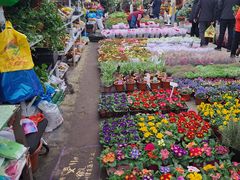 -龙大花卉苗木市场