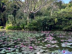 -中国科学院西双版纳热带植物园