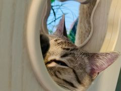 -Cappucimeow猫咪咖啡馆(韦伯时代店)