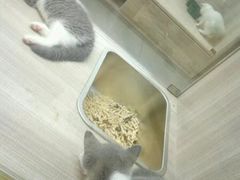 -飞行喵MR PILOT|猫舍·猫咖(静安大融城店)