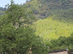-塔川景区