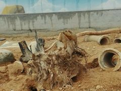 -泉州海丝野生动物世界