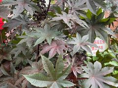 -陈李济中药博物馆