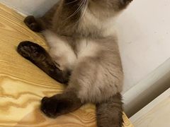 -Heymao猫咖.咖啡厅(东门店)