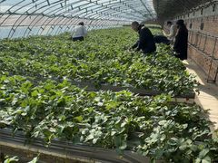 -甜心庄园·甜心草莓采摘园(西青中北店)