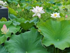 -小鱼小牛·鱼牛干锅·脆鱼火锅(世欧广场店)