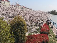 -高东镇樱花园