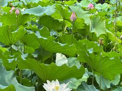 -老桂湖公园-杨升庵博物馆