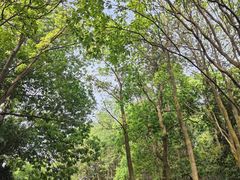 -火炉山森林公园