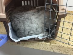 -伟伟宠物医院·瑞派猫友好医院·猫科(光谷店)