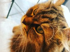 -猫儿山۰猫主题餐厅