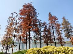 -飞来湖湿地公园