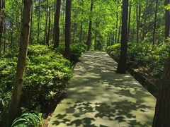 -铁山坪森林公园