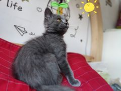 -关爱宠物医院·猫科中心·消化科(滨湖万达分院)