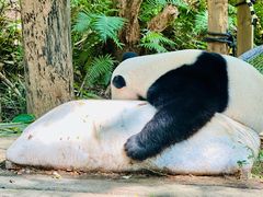 -广州长隆野生动物世界