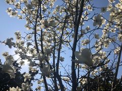 -南汇水蜜桃采摘(大团店)