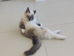 -怪兽屋·羊驼·猫咖·狗咖(俊华广场店)