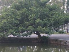 -江心屿景区
