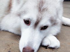 -TrueLove @ Neverland (Husky Cafe)