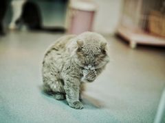 -我爱猫咪·猫咖·狗咖·安哥拉兔·羊驼咖(小寨华旗店)