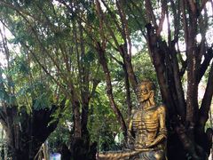 -瑞丽独树成林风景区