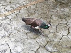 -栾川竹海野生动物园