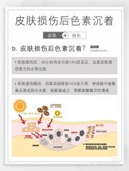 -玛莲朵·海菲秀冰珀科