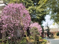 -郫都区农科村景区