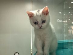 -糯米喵星人·撸猫猫舍咖啡馆(西市场嘉华店)