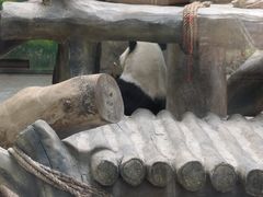 -灵玲国际马戏城