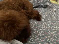 -翊宠yipet猫狗购宠庄园犬舍•猫舍