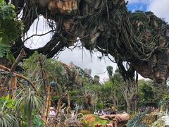 -奥兰多迪士尼动物王国乐园