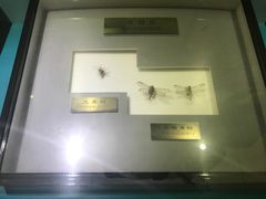 -上海昆虫博物馆