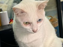 -豆逗聊愈猫阁Easy Life