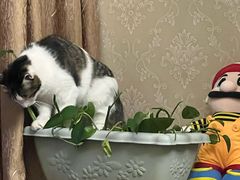 -纳吉亚猫专科动物医院博雅分院