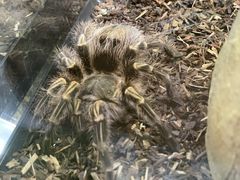-藦茜花园宠物主题亲子互动体验馆(国顺东路店)