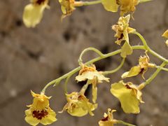 -香港皇家太平洋酒店