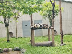 -卧龙中华大熊猫苑神树坪基地