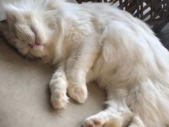 -瞄一喵猫咖(格力海岸店)