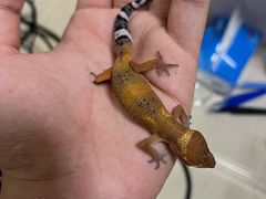 -酷以爬仙阁实体爬宠店·守宫·蜥蜴·专业繁育