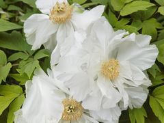 -洛阳市隋唐城遗址植物园