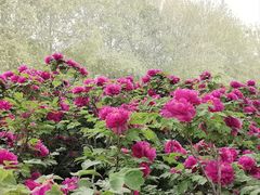 -洛阳市隋唐城遗址植物园