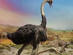 -国家自然博物馆