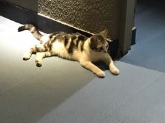 -AOE 火焰 剧本密室狼人杀