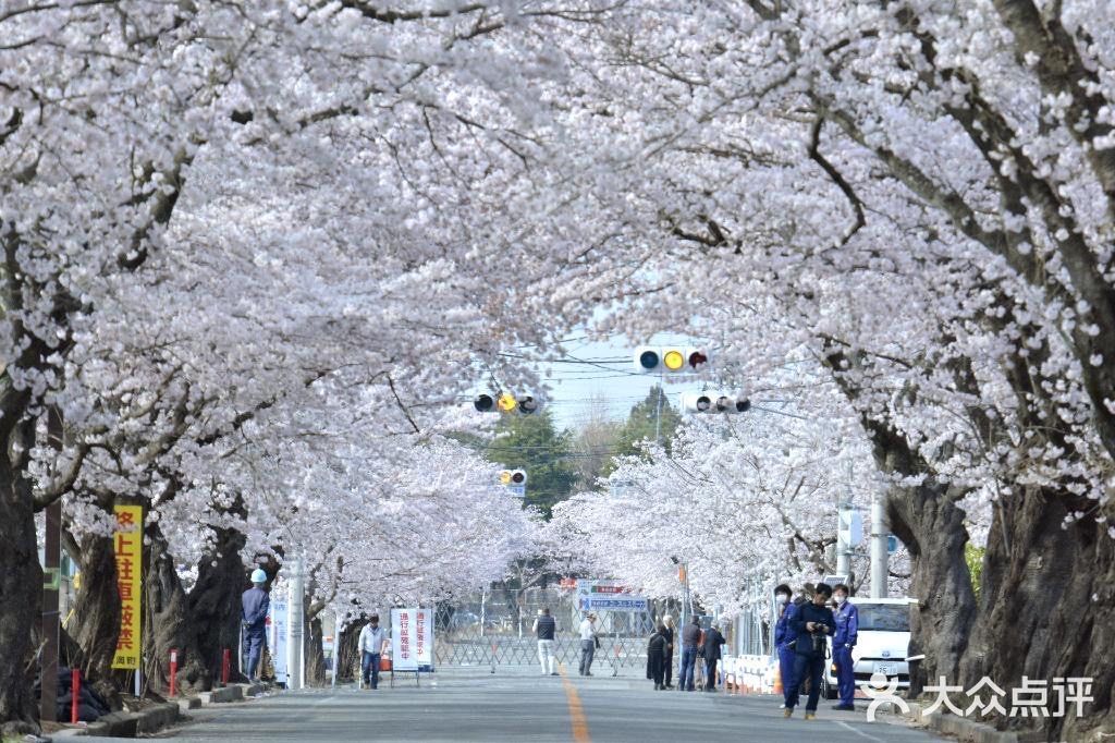 が満開になり、サクラのトンネルができ上っている