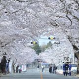 が満開になり、サクラのトンネルができ上っている