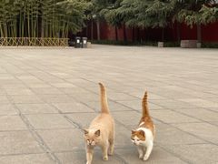 -洛阳白马寺