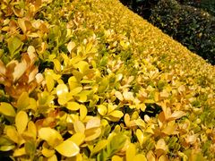 -上海市龙华烈士陵园