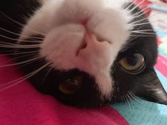 -纳吉亚猫专科动物医院博雅分院